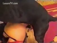 Threesome act gets a dog surprise